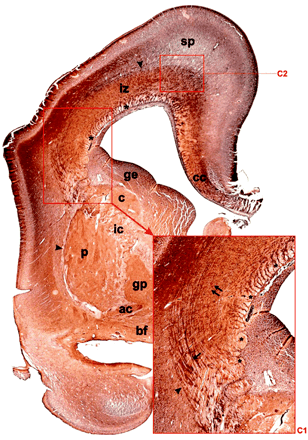 Fig 1.