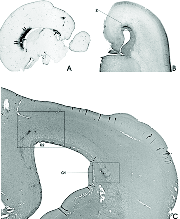 Fig 5.