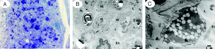 Fig 7.