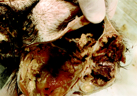Fig 3.