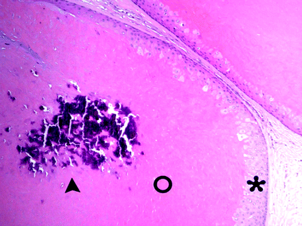 Fig 4.