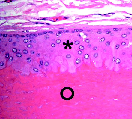 Fig 5.