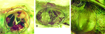 Fig 4.
